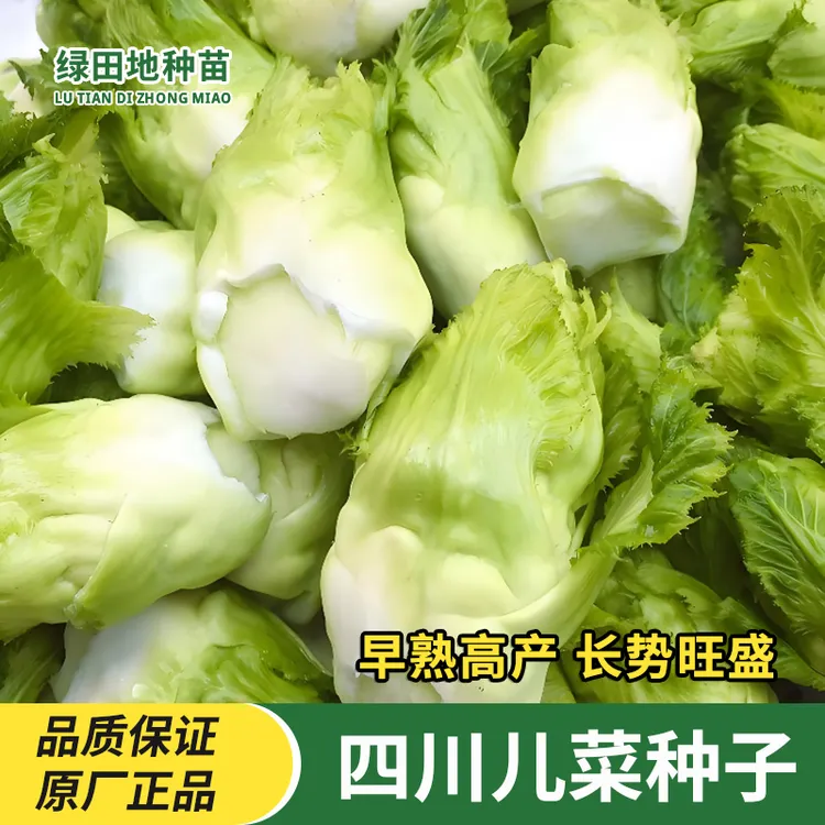 四川儿菜种子特产四季播宝宝菜娃娃菜抱子芥菜种秋播蔬菜种籽早熟