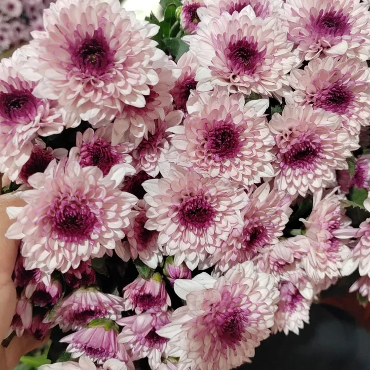 特价鲜花不售后小雏菊