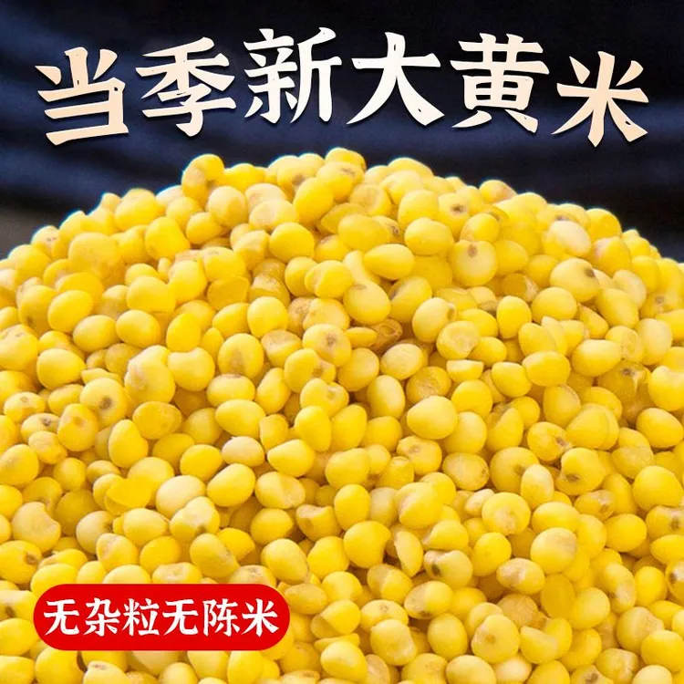  大黄米农家自种粘黄米黄糯米包豆包黄米饭粗粮东北
