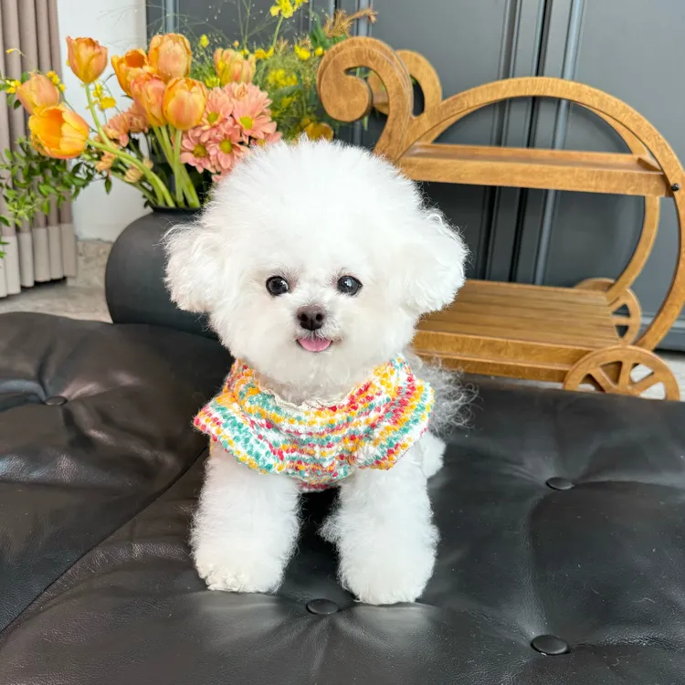 五只小白熊原创宠物衣服秋冬新款针织毛衣开衫狗狗猫咪加绒公主裙
