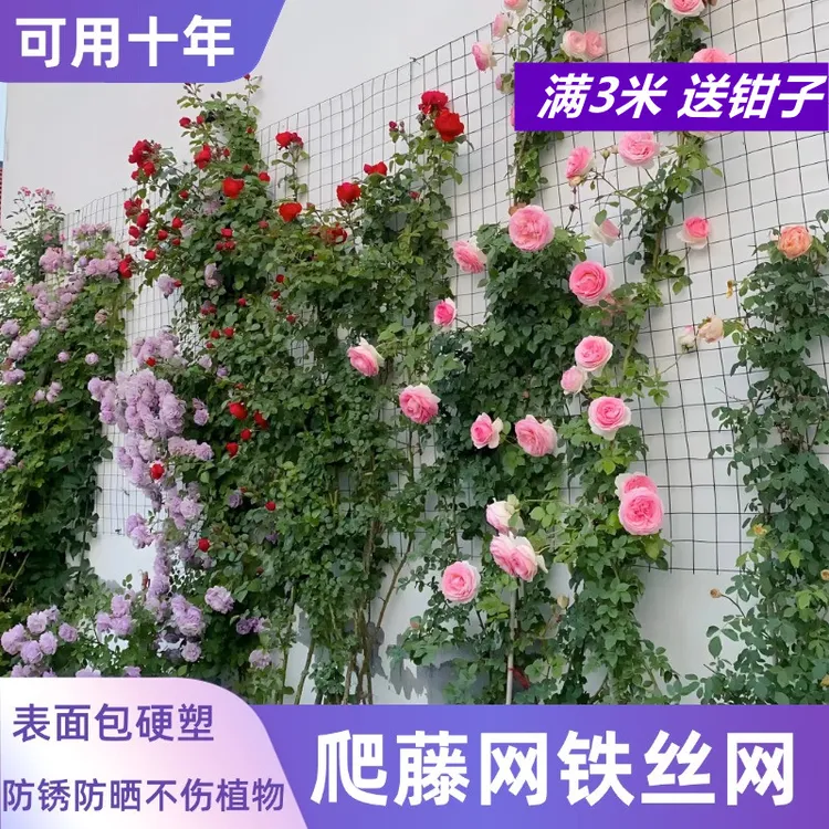 爬藤铁丝网花架月季蔷薇植物上墙爬藤专用钢丝网花墙网爬藤支架网