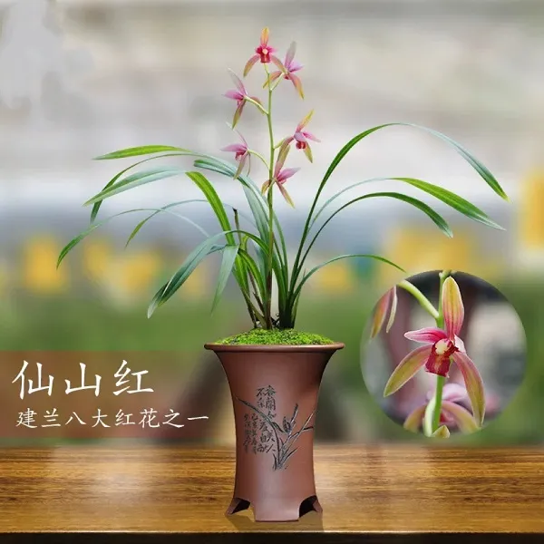 建兰-仙山红 高端四季兰八大红花开花浓香好养