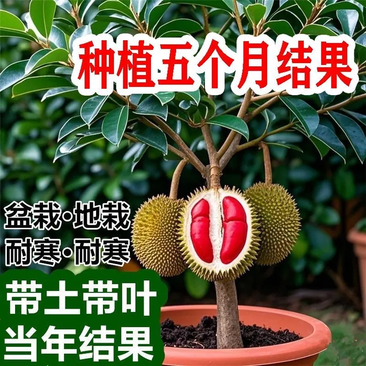 S1榴莲树苗四季种植金枕榴莲树苗盆栽当年结果南