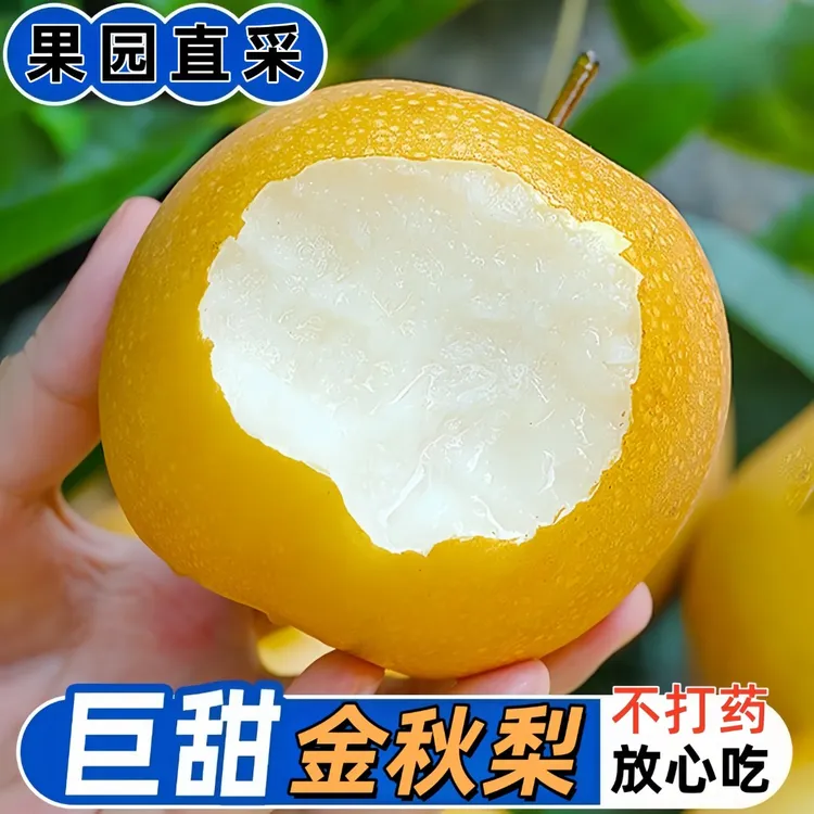 【中华好梨】金奖品质正宗高山金秋梨脆甜多汁当季水果产地现摘现发