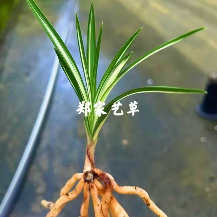 绿兰艺 新款 云海 好苗情 好根系 正品兰花 盆栽植物阳台绿植