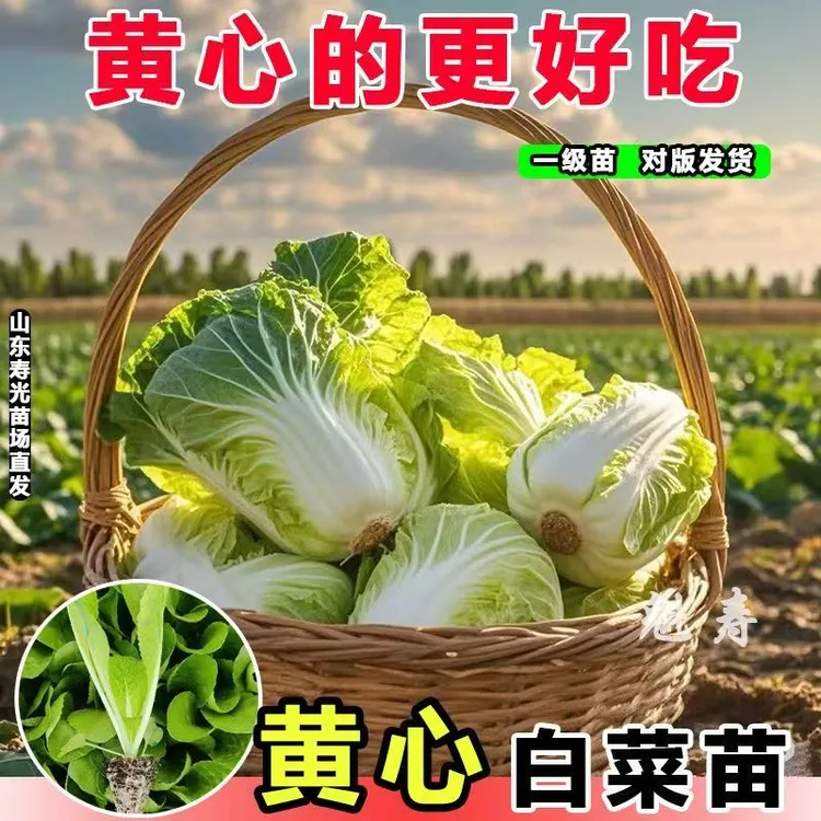 【耐热40度】夏播抗热白菜种苗黄心大白菜苗娃娃菜带土发货早熟