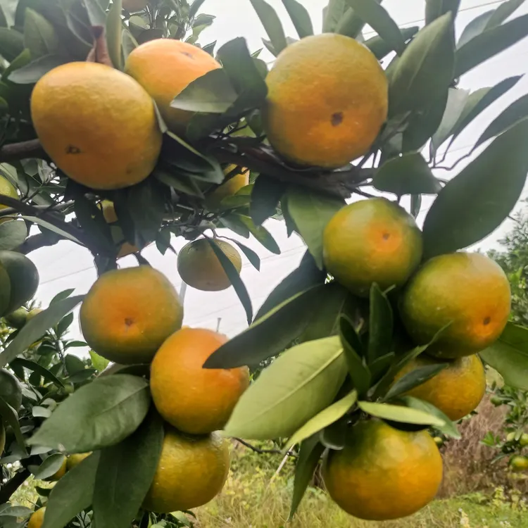 正宗江西赣南寻乌蜜橘现摘无籽青皮蜜橘皮薄孕妇新鲜应季水果