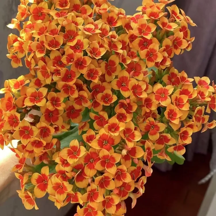 【平安夜】单瓣长寿花带花苞原盆原土发货