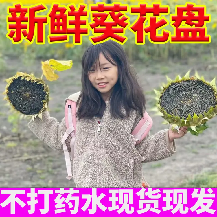 新鲜现摘带籽带盘向日葵盘可生吃原味生瓜子葵花头