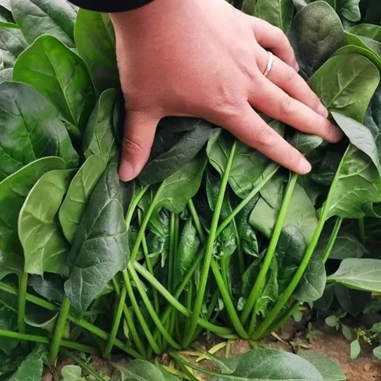 正宗大叶菠菜种子农家老菠菜田园庭院四季种植蔬菜籽易管理
