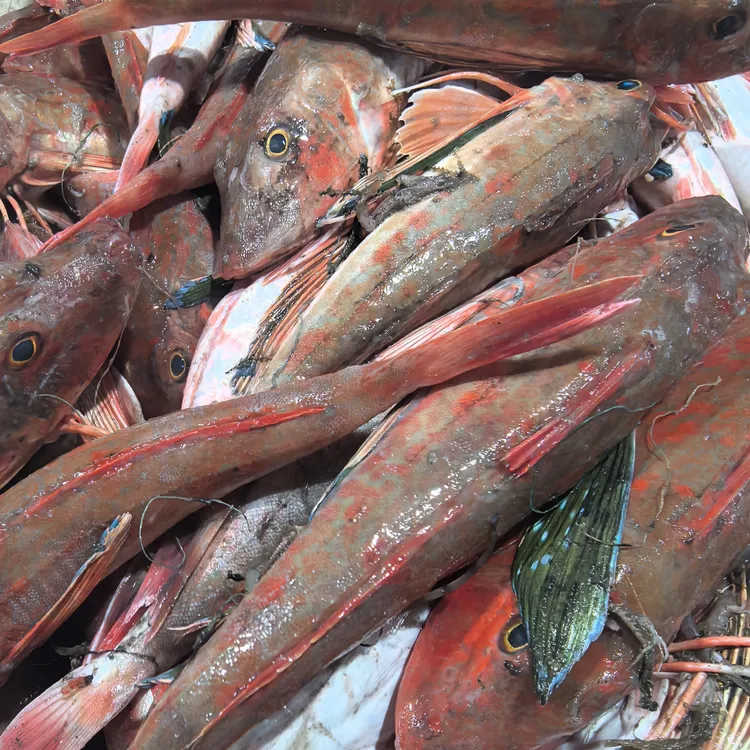 明图新鲜海捕红头鱼5斤顺丰包邮