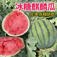 【满五包包邮】冰糖麒麟西瓜种籽盆栽四季种植甜西瓜苗甜瓜种子