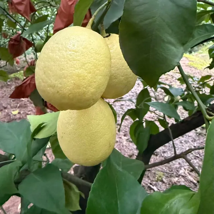 安岳黄柠檬自家果园新鲜现摘产地直发不打蜡不浸保鲜剂自然成熟