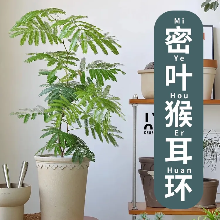 密叶籽播猴耳环绿植猴子室内日本密叶猴观叶小豆树耐阴害羞猴