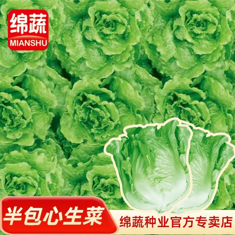 【四季耐抽苔生菜】四季生菜种子家庭小院阳台盆菜种植简单蔬菜品牌