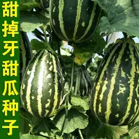 四季种植甜掉牙甜瓜种子薄皮超甜花皮香瓜种籽四季阳台庭蔬菜种子