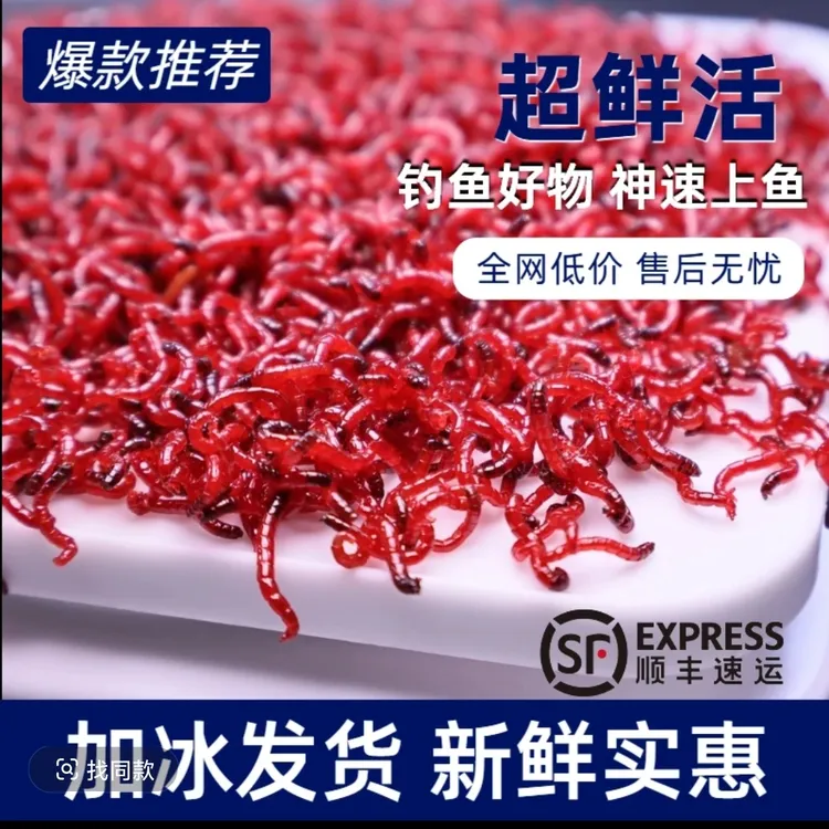 鲜活红虫公虫拉饵特大号挂钩适用于野钓黑坑钓鱼等