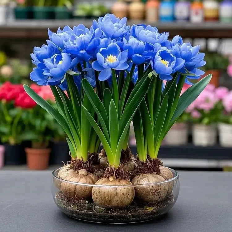 【四季爆款】水培兰花球新品大花浓香室内外四季耐寒热花卉好养活