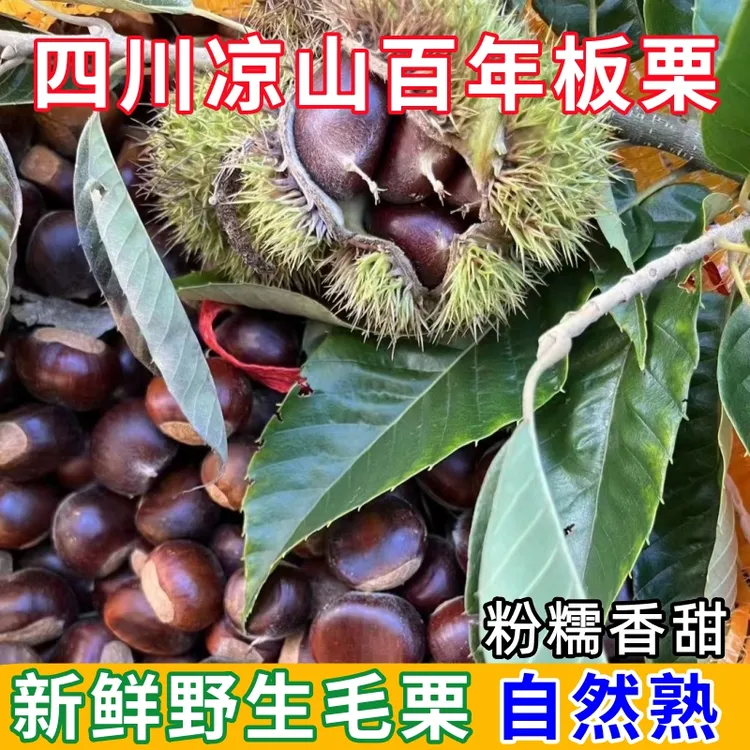 （大颗）大凉山百年老树新鲜毛栗子板栗老品种不打药粉糯香甜高山
