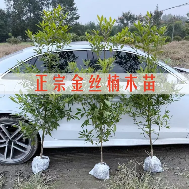 正宗四川小叶金丝楠小叶桢楠适合家庭庭院山坡空地种植园林景观造