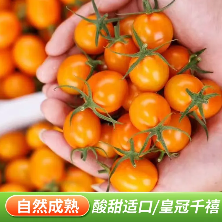 金皇冠千禧小番茄 新鲜现摘直邮 清甜多汁超上头