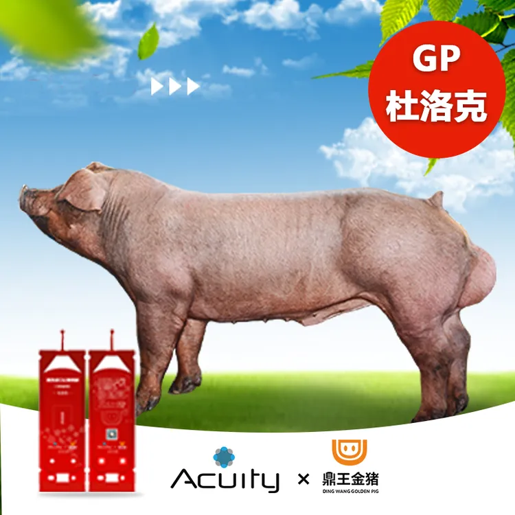 鼎王金猪进口GP长白/GP约克/GP杜洛克40ml(特殊毫升可定制)
