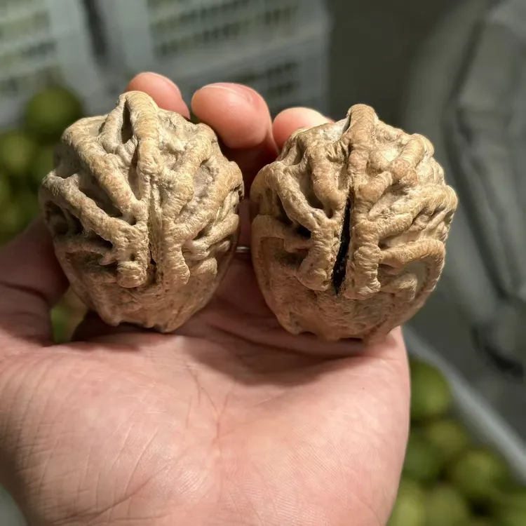 文玩核桃把件粗筋乾坤核 尺寸可选