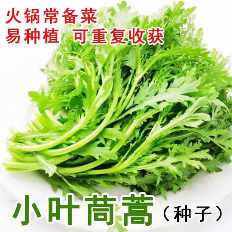 小叶茼蒿种子四季播蔬菜 皇帝菜秋冬季种籽青菜蔬菜菜籽茼蒿种子