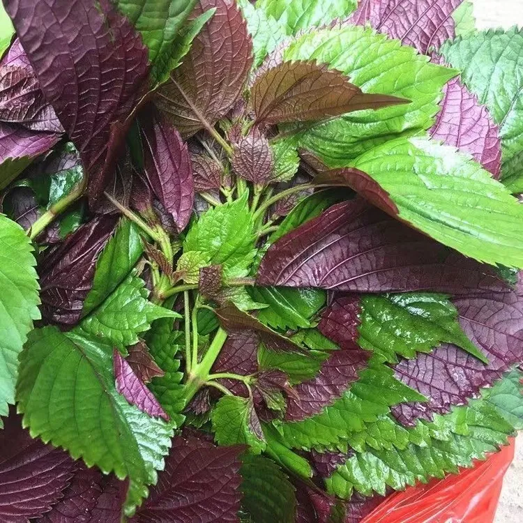 【紫苏种子】四季播蔬菜种子 阳台室内盆栽蔬菜紫苏种籽商品图
