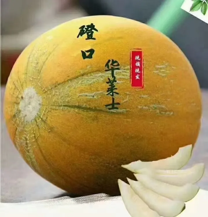 【顺丰包邮】磴口县正宗大田铁蛋华莱士蜜瓜  甘蜜多汁  香气扑鼻