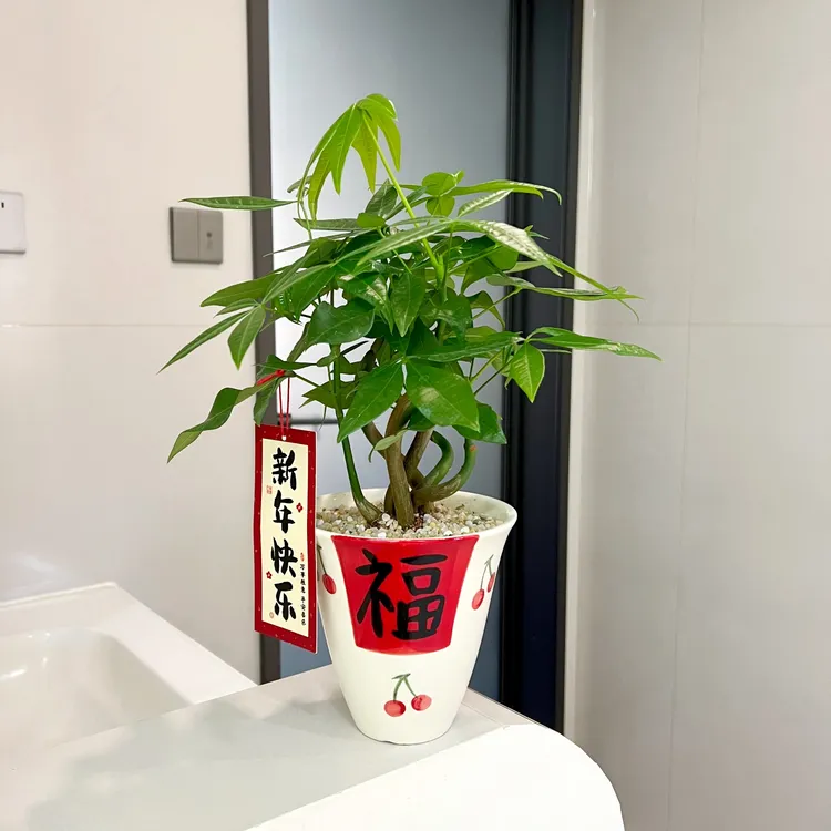  【喜半阴】奇趣发财树盆栽室内桌面植物四季常青常绿招财进宝绿植