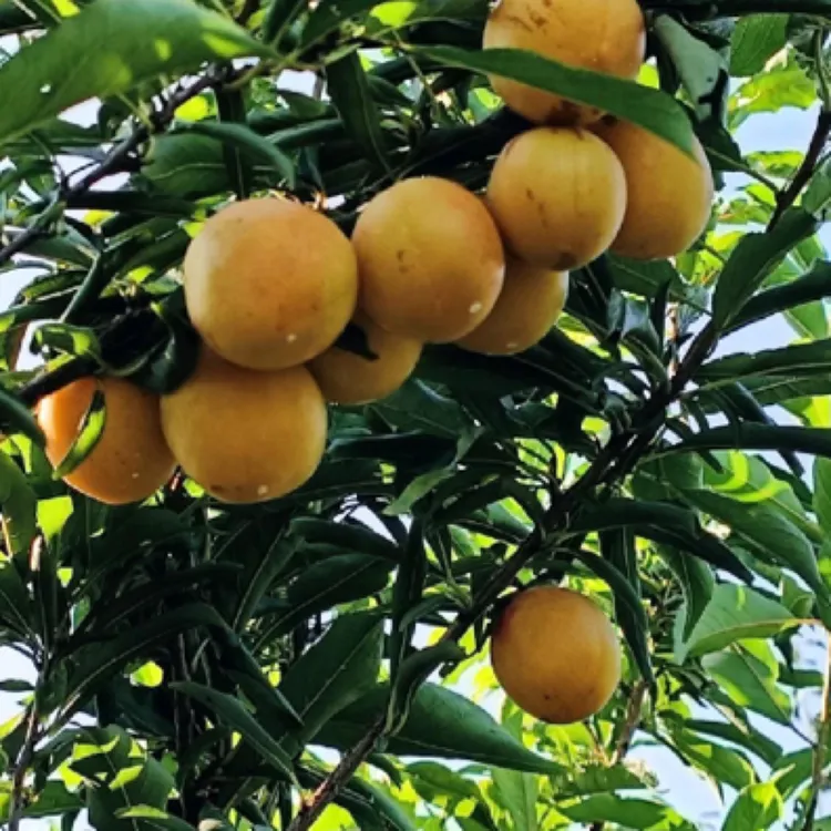 新疆黄金西梅苗-新疆包邮全国