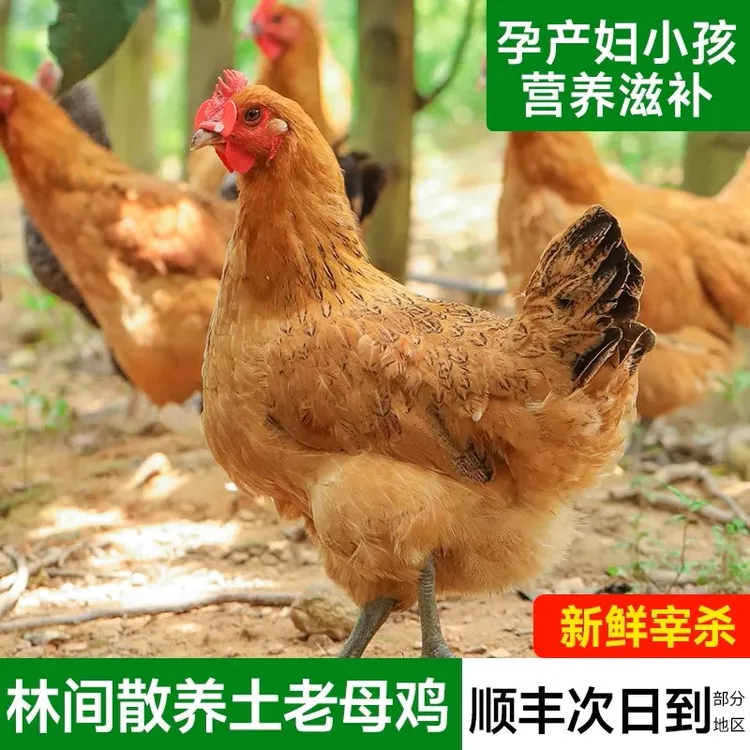 正宗农家散养土鸡新鲜老母鸡黄油老鸡草鸡月子鸡走地鸡