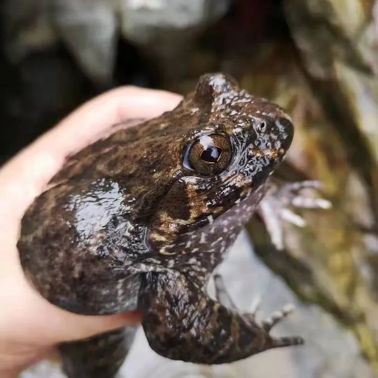 山珍鲜泉蛙公母搭配山泉养鲜活石泉蛙鲜活孩子学走路月子滋补佳品