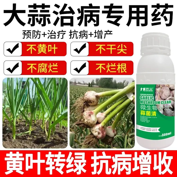 【PICC承保】大蒜病害专用杀菌剂黄叶黄叶干尖叶枯紫斑白粉锈病增产