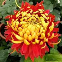 【金背大红】大花富贵菊九月菊花苗盆栽适合室内外花开好看