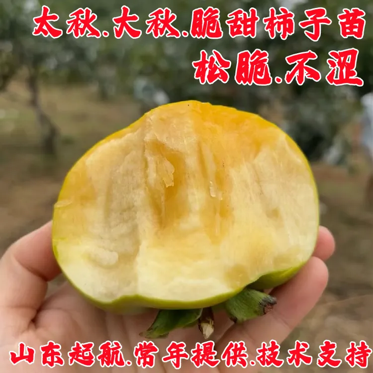 日本太秋甜柿树苗脆甜柿子苗树特大庭院盆地栽庭院南北方种植树苖