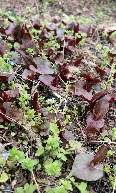 四川达州市宣汉县本土折耳根现挖现发
