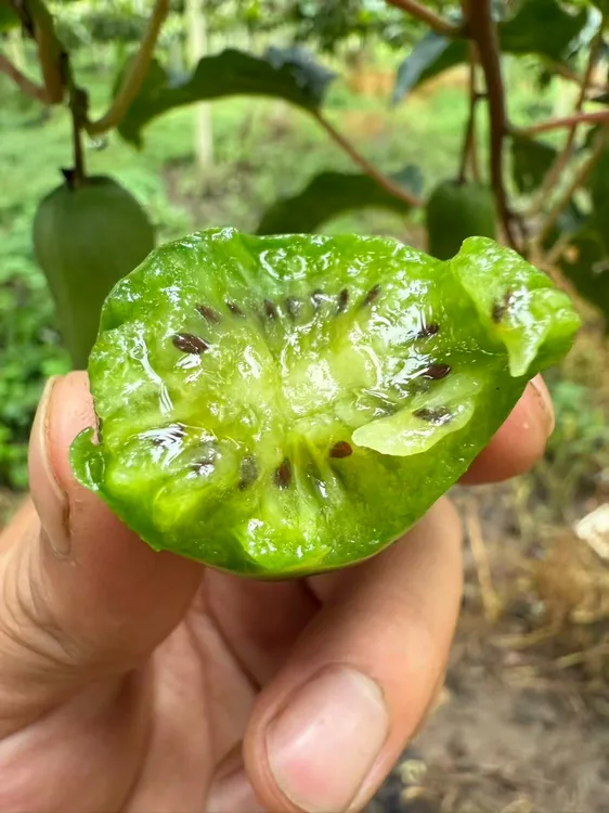 自家果园，软糯香甜，Vc小炸弹，免剥皮，迷你猕猴桃 ，一口一个甜蜜