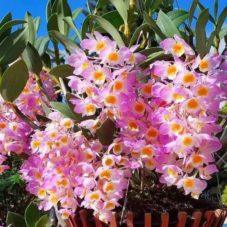 红灯笼石斛铃兰花水仙花灯笼型花爆花机器花期4月-6月耐热性强