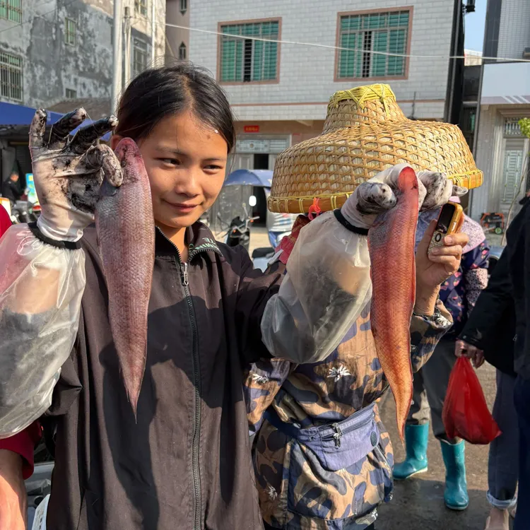 湛江江洪码头船回新鲜龙利鱼