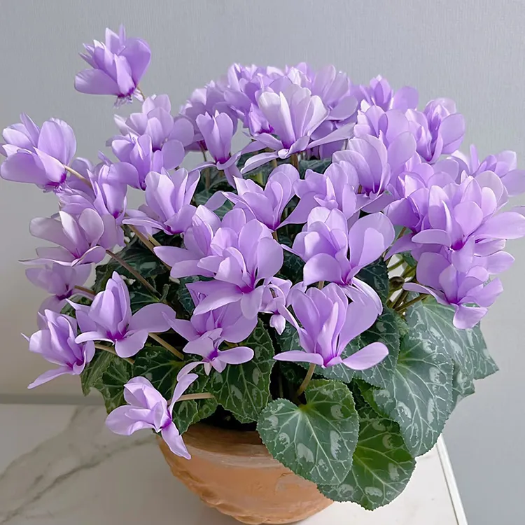 仙客来盆栽带花苞室内花卉重瓣年宵花开花好养大花苗观花植物红花