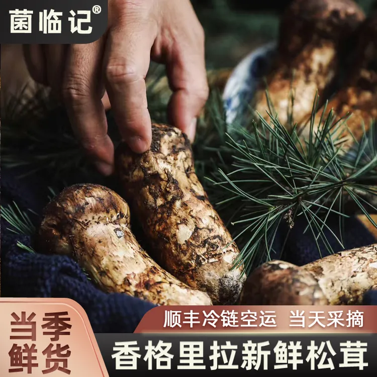 2025年云南香格里拉新鲜松茸鲜菌菇250克500克1000克不开伞