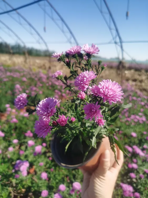 重瓣荷兰菊花卉绿植多年生阳台庭院花镜皆宜