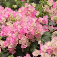 绿樱 三角梅苗好养易开花花卉基地  【不带花发货】