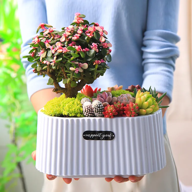 梦幻花园多肉套餐花卉绿植盆栽云南种好直发【mumuhome多肉直播】