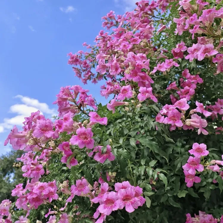 粉色凌霄花丛生盆栽庭院阳台爆花强花卉新手易养护生花苞发货