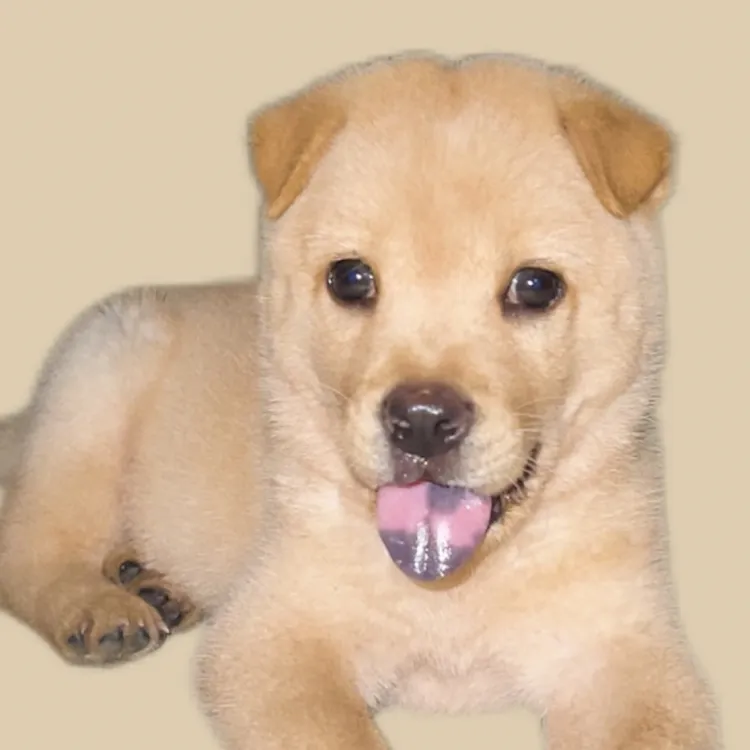 中华田园犬小黄狗四眼狗四眉犬黑狗五黑犬白土松黄土松土松犬