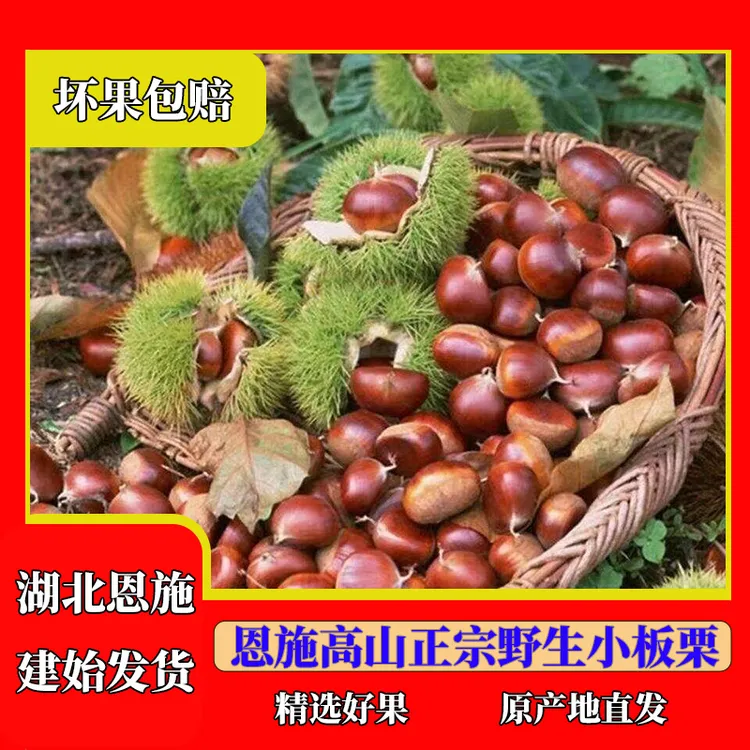 2025恩施栗子高山野生板栗新鲜现摘即食老树原生板栗生吃脆甜香糯