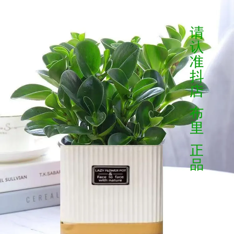 专属【吸烟鬼】碧玉豆瓣绿室内绿植盆栽植物净化空气好养易活